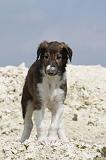 BARZOI 038